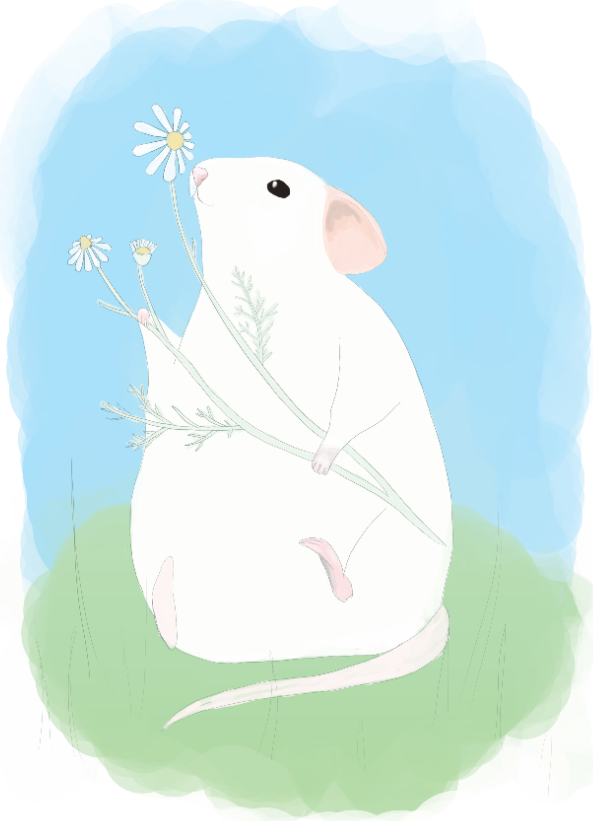 rat holding chamomille
